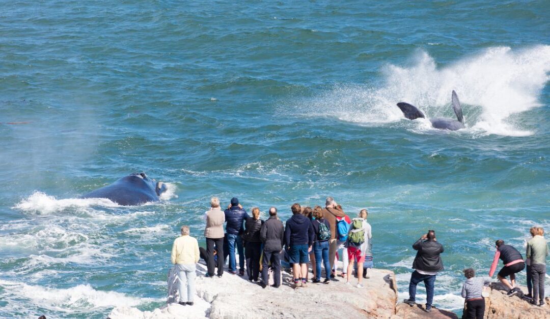 Whale watching in Hermanus, Hermanus whale season, Southern right whales South Africa, Best whale watching South Africa, Hermanus whale watching June November, Walker Bay whales, Whale watching from shore, Hermanus Whale Festival, Whale watching day trip from Cape Town, Best time to see whales in Hermanus