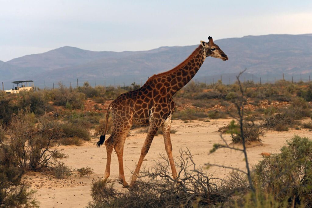 Safari day trips from Cape Town, Aquila Private Game Reserve, Inverdoorn Private Game Reserve, Big Five safari Cape Town, Cape Town safari experience, Western Cape game reserves, Cape Town wildlife safari, Private game reserves South Africa, Safari near Cape Town, Day safari Western Cape