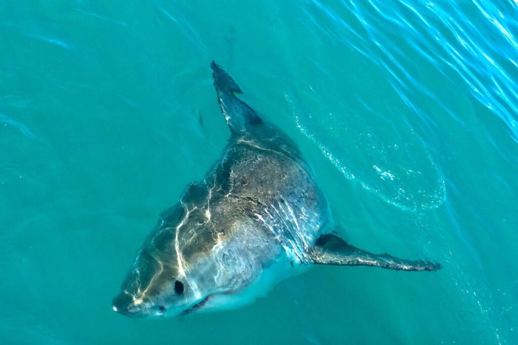 Shark cage diving in Gansbaai, Gansbaai shark diving, Great white shark South Africa, Shark cage diving Cape Town, Best shark diving in the world, Dyer Island shark cage diving, Shark Alley South Africa, Gansbaai adventure tours, Shark diving day trip from Cape Town, Marine wildlife experiences South Africa