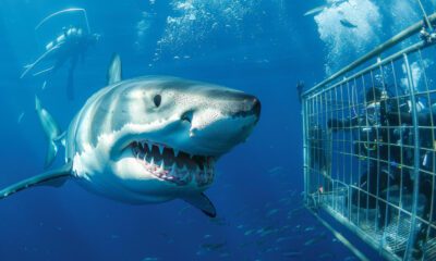 Shark cage diving in Gansbaai, Gansbaai shark diving, Great white shark South Africa, Shark cage diving Cape Town, Best shark diving in the world, Dyer Island shark cage diving, Shark Alley South Africa, Gansbaai adventure tours, Shark diving day trip from Cape Town, Marine wildlife experiences South Africa